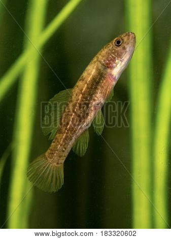 European mudminnow Umbra krameri fresh water fish