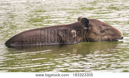 Closeup of wild wounded tapir crossing river