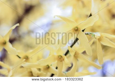 Flowers of a vanilla tree on a yellow background