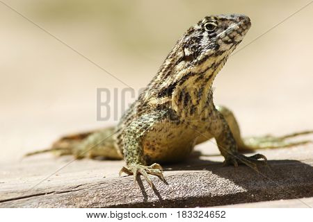 Portrait of curly tailed lizard Leiocephalus carinatus