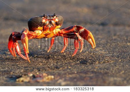 Red Migrating crab Cuba Gecarcinus ruricola on the road
