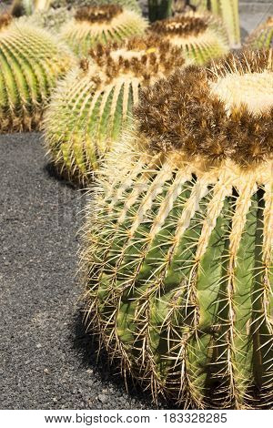 Close-up Of Round Cactus On Gray Sand