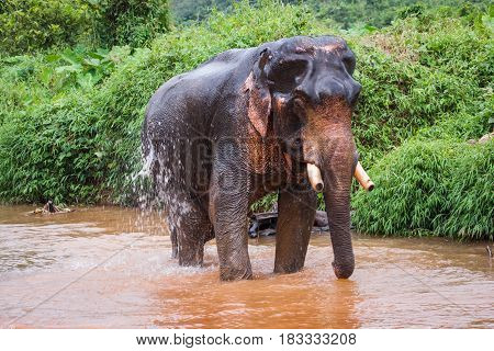 Scenic image of an elefant standing in mud river in the rain forest of Khao Sok sanctuary, Thailand