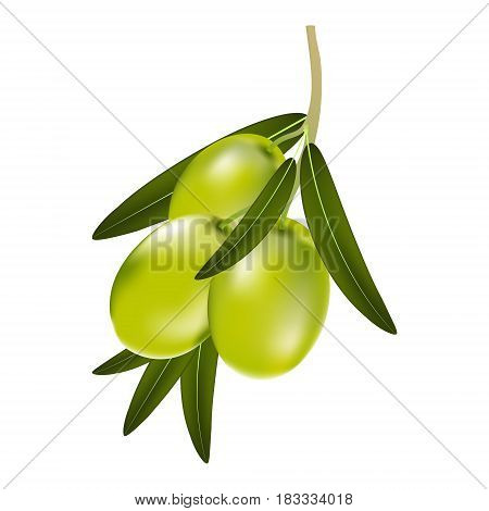 Vector illustration of a branch of green olives with leaves on a white background