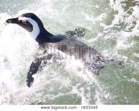 Pinguino nuoto