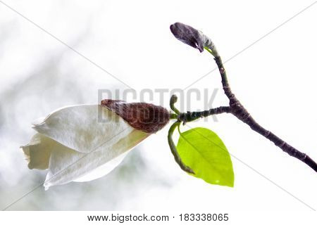 Bud of the white magnolia on a white background