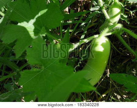 Agriculture Winter Melon Or Ash White Gourd T Grow Plant Crops At Garden