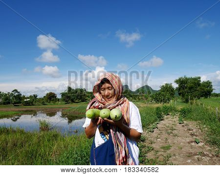 White Gourd Or Tallow Gourd Or Chinese Preserving Melon At Grow Plant Crops At Garden
