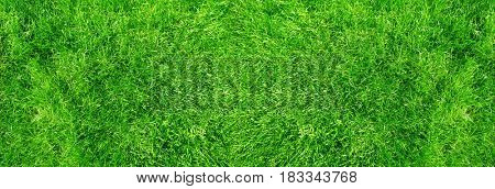 Lawn