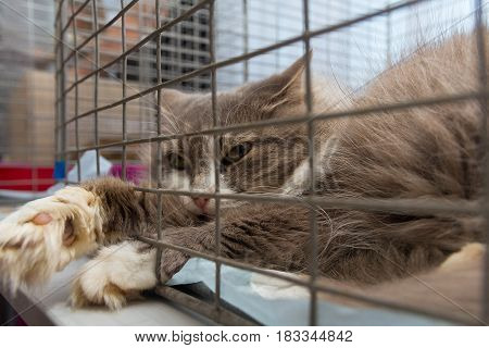 Homeless cat in a cage at the animal shelter