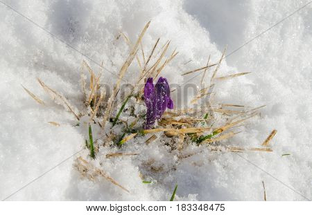 Purple crocuse bud in the melting snow