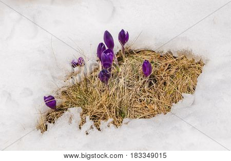 Spring violet crocuses flowering from the snow in Carpathian mountains