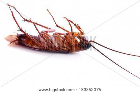 Dead cockroach on white background  cockroach, closeup, isolated, brown, macro, dirty