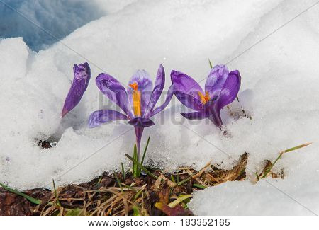 Spring violet crocuses flowering from the snow towards spring sun