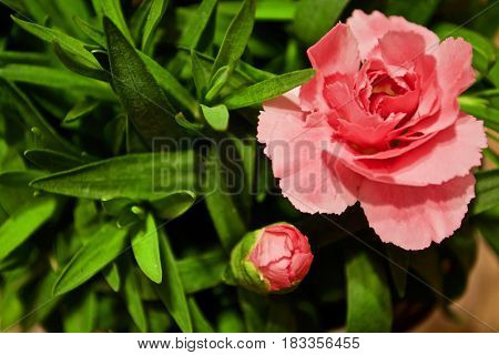 Some pink flowers with green grass. Spring
