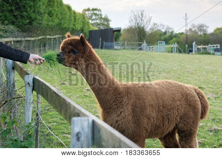Brown alpaca fed the grass in the green field in English farm, selective focus