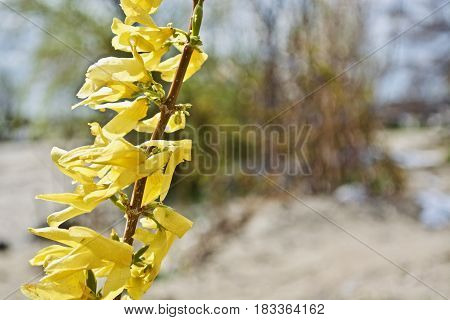 Some yellow flowers on the tree with green leaves