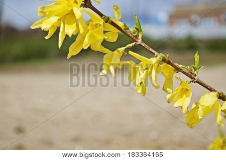 Some yellow flowers on the tree with green leaves