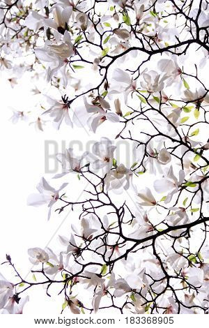 Luxuriant flowering of the white magnolia on a white background