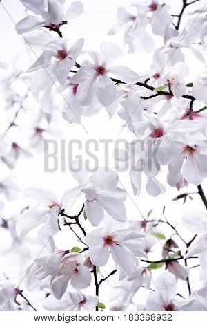 Gently white magnolia on a white background