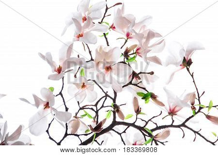 Bouquet of pink magnolia flower on a white background