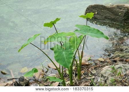 green elephant ear plant leaf (colocasia) in nature