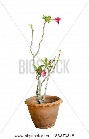 Ornamental plants in pots ornamental home or garden. on white background.