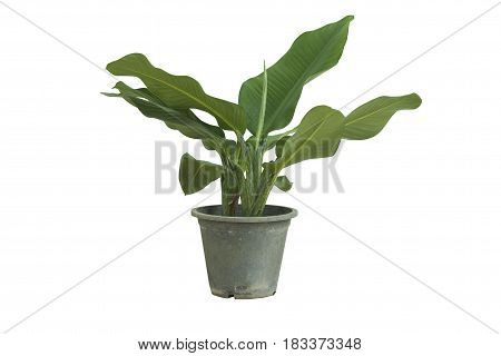 Ornamental plants in pots ornamental home or garden. on white background.