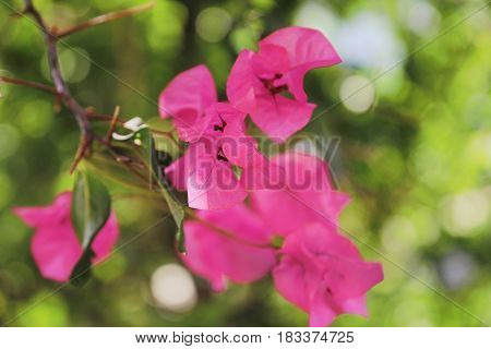 Purple bouganvilleas in a garden. Beautiful flowers