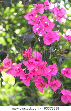 Purple bouganvilleas in a garden. Beautiful flowers