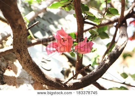 Purple bouganvilleas in a garden. Beautiful flowers