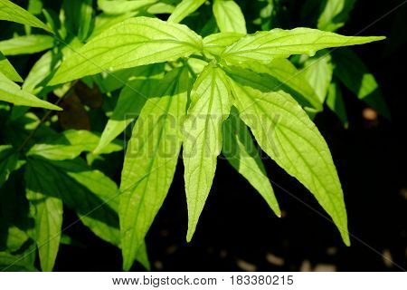 White Crane Leaf. (Thai Herb) Scientific Name is Rhinacanthus nasutus (L.) Kurz.