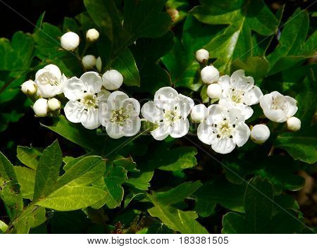 Hawthorn blossom otherwise known as mayflower, a common hedgerow bloom in Spring