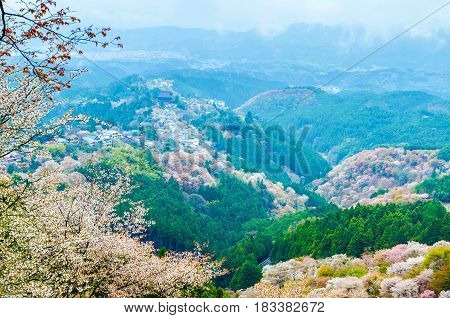 Cherry blossom on mount yoshino in the morning at nara japan