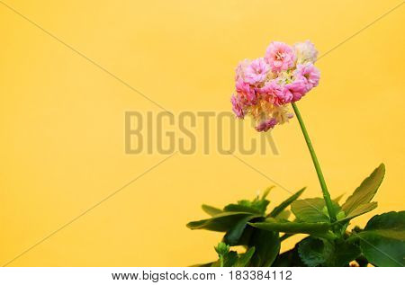 Home flower over yellow background. Backdrop with copy space