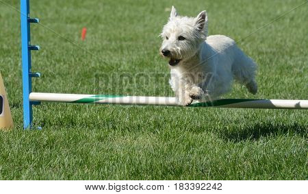West Highland White terrier jumping over jump of dog agility course