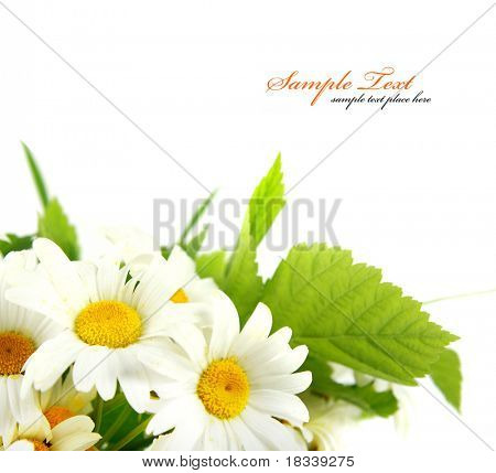 Fiori Margherita a sfondo bianco (shallow DOF)