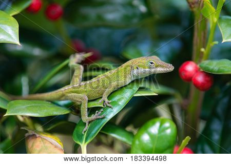 Young Green Anole lizard (Anolis carolinensis) hiding in the garden shrubs