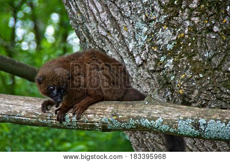 Red-bellied maki (Eulemur rubriventer) on a tree branch. La Vallée des Singes Romagne France.