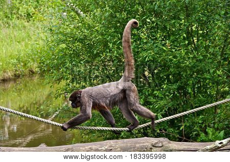 Woolly monkey (Lagothrix lagotricha) walking on a rope. La Vallée des Singes Romagne France.