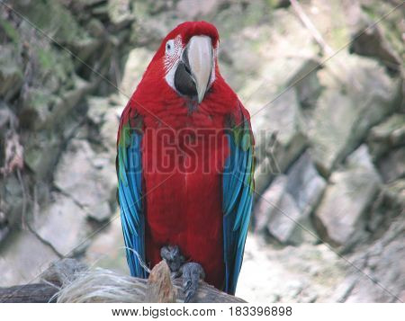 big red and blue parrot Ara chloroptera