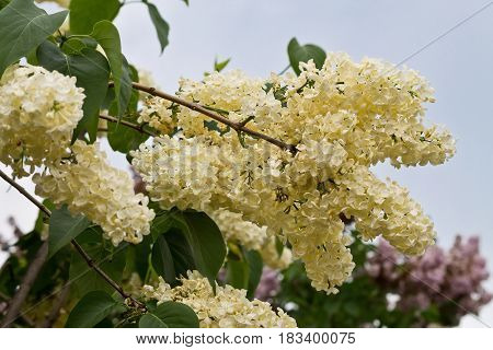 a sprig of yellow blooming lilacs on a bush closeup