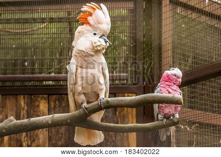 Galah And  Cockatoo With An Exotic Beak Sit On A Wood Branch