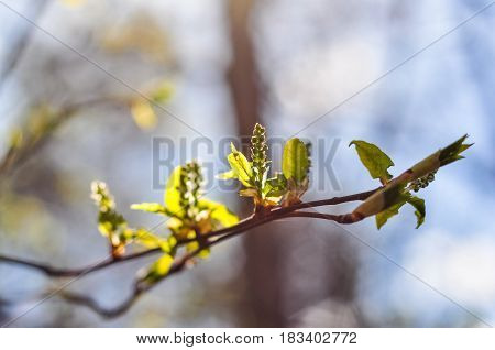 Green Bird Cherry Buds. Spring Macro Photo. Prunus Padus Branches