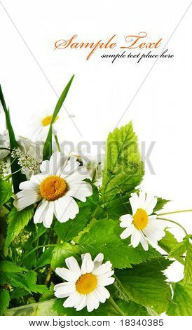 Fiori Margherita a sfondo bianco (DOF selettiva)