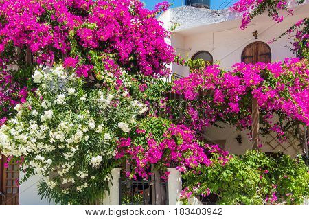 White and pink oleander growing at a house wall
