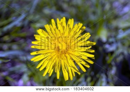 Closeup of yellow spring dandelion standing tall above purple and blue wildflowers top view