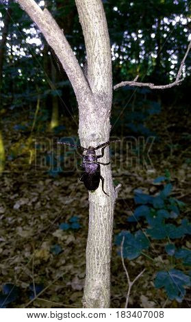 Large black mustachioed beetle on a tree
