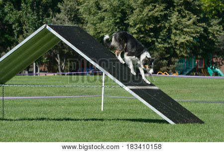 Border collie slowing down and inching towards the contact zone on A-frame in dog agility course