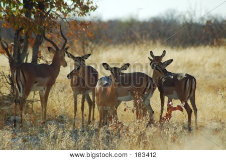 Impala karjan Etoshan